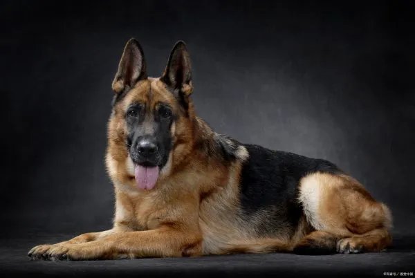 德国牧羊犬价格多少钱一只?纯种的市场价位你真的了解吗?