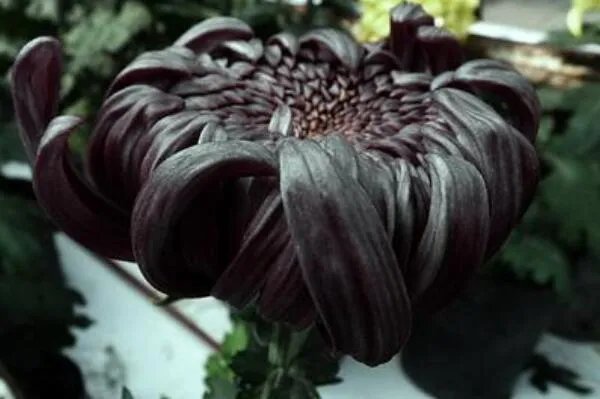 世界上10种奇异的黑色花 黑牡丹上榜，第四也被称作“情花”