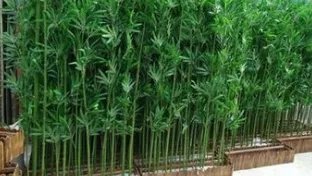 仿真竹子的用途有哪些？