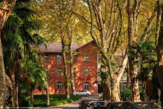 武汉秋天最美的一条路:华中农业大学学院路