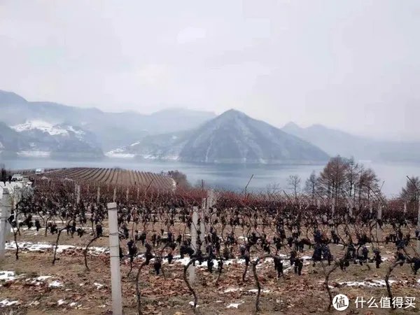 中国主流的酿酒葡萄,花样不少