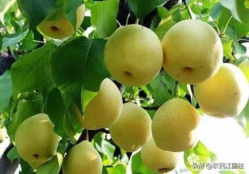 梨树常见病虫害怎样防治?