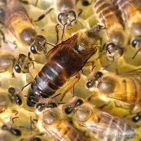 据说蜜蜂代代都是近亲，那他们是怎样繁殖的，对其有什么影响？