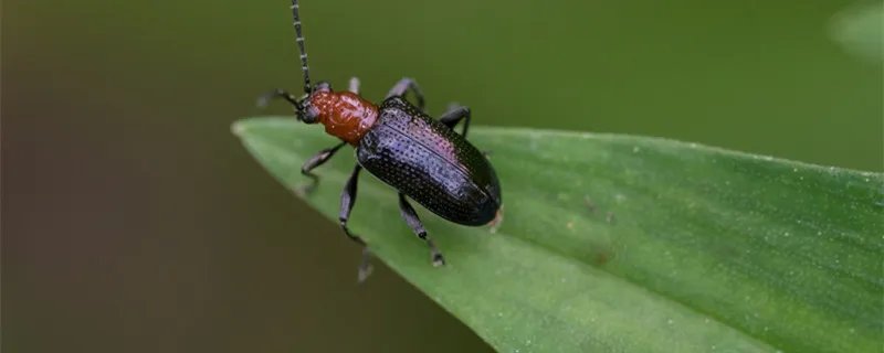 蜱虫会飞吗 蜱虫是什么虫