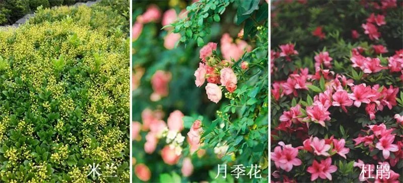 庭院造景植物设计指南