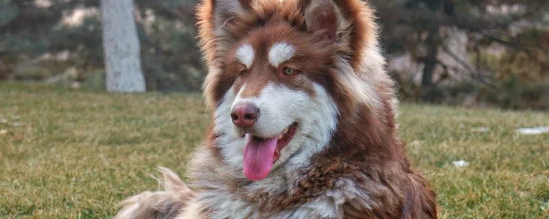 阿拉斯加受欢迎的原因 养阿拉斯加犬有什么好处