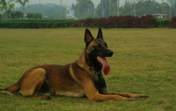 马犬的价格马犬价格是多少