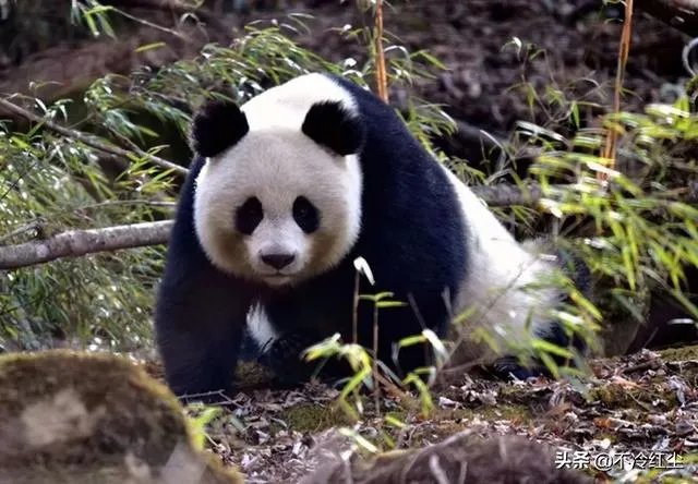 大熊猫被降级