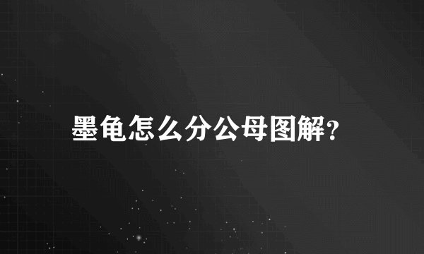 墨龟怎么分公母图解？