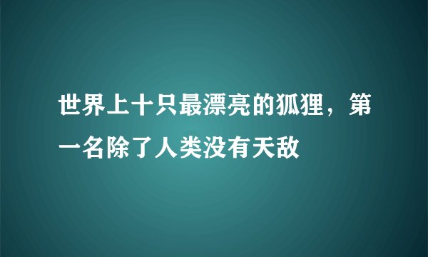 世界上十只最漂亮的狐狸，第一名除了人类没有天敌