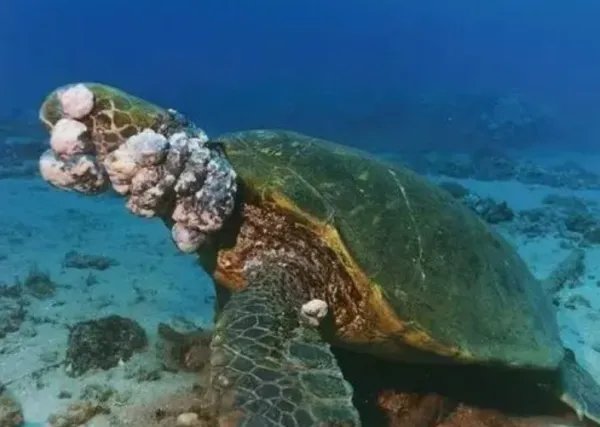 福岛核电站的多个核污水过滤器破损了,这是否会对海洋造成污染?