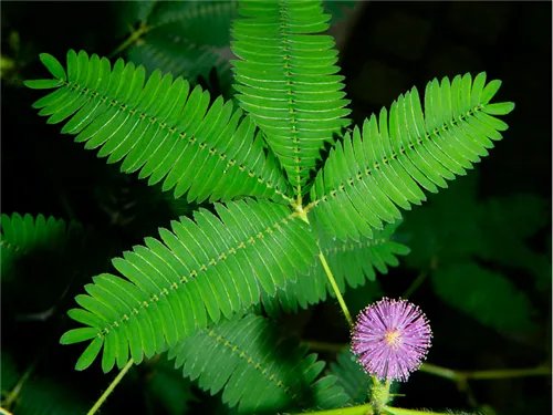 含羞草的花语及寓意 含羞草为什么会害羞