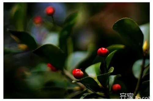 万年青花养殖 教你如何养万年青