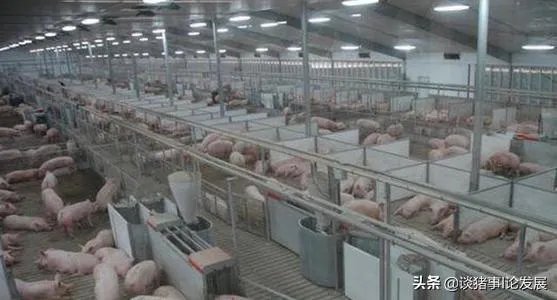 小猪吃奶温度多少是正常?