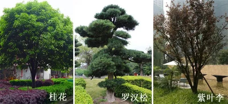 庭院造景植物设计指南