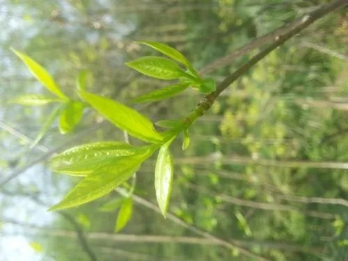 农村老话:一根草一滴露,讲的是什么意思?
