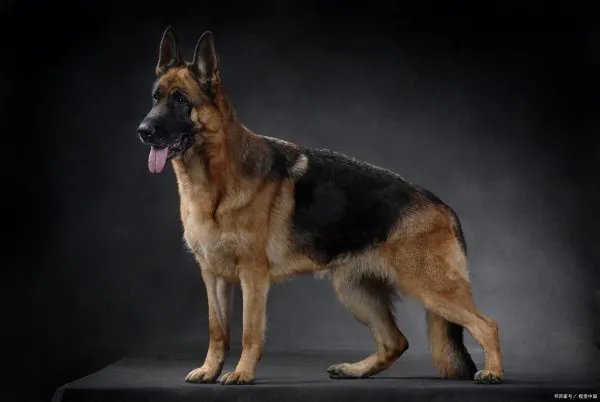 德国牧羊犬价格多少钱一只？纯种的市场价位你真的了解吗？