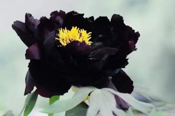 世界上10种奇异的黑色花 黑牡丹上榜，第四也被称作“情花”