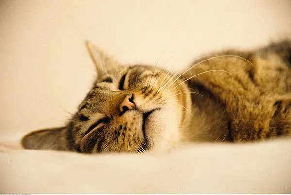 猫拉屎脱肛怎么办