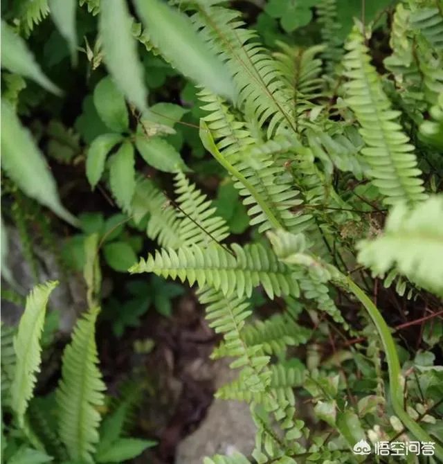 哪些动物能够“完美伪装”？你能识破吗？
