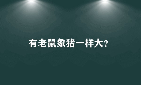 有老鼠象猪一样大？
