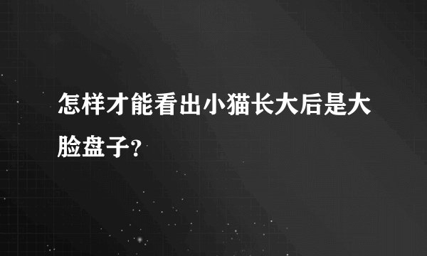 怎样才能看出小猫长大后是大脸盘子？