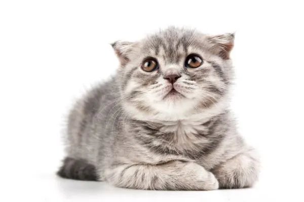 猫会咬死自己的小猫吗
