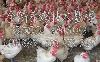 蛋鸡养鸡技术