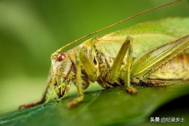 如何看待黄脊竹蝗已经入侵我国云南普洱市累积发生面积近10万亩,将会造成什么样的影响?应该如何应对?