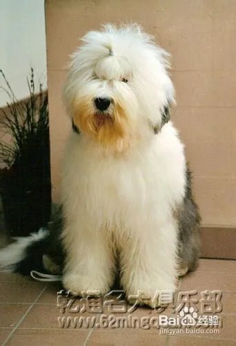 古代牧羊犬好养吗?