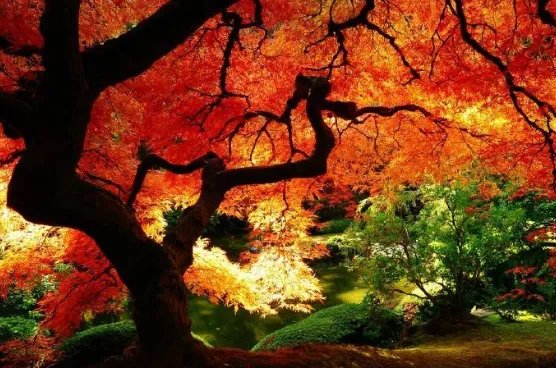 香山红叶最佳观赏期