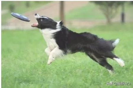 边境牧羊犬如何训练?
