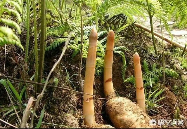人工栽培天麻有哪些技术要求?人工的有哪些特点?