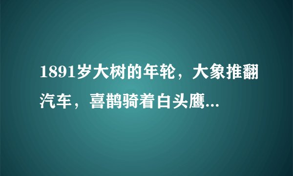 1891岁大树的年轮，大象推翻汽车，喜鹊骑着白头鹰，鬣狗饲养员