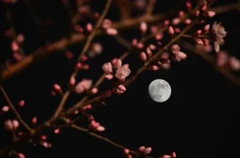 秋千院落夜沉沉地上一句是什么？
