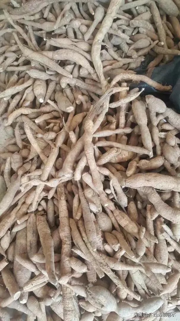 适合南方种植的懒人药材有哪些?