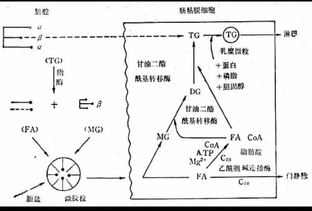 食物中的油脂进入人体后,会直接转换成人体的脂肪储存起来吗?