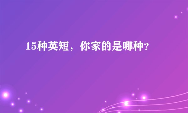 15种英短,你家的是哪种?