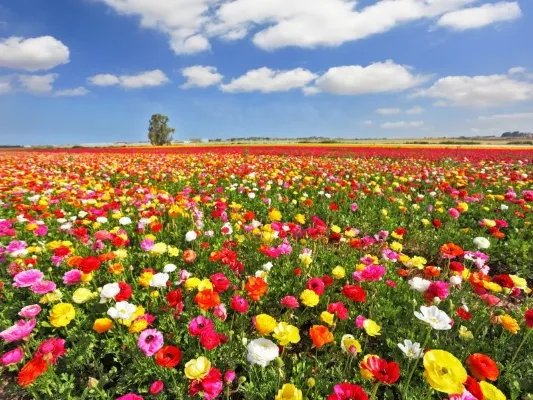 代代花的作用