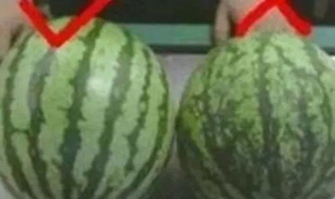 西瓜也分公母?原来我这么多年一直吃错了(组图)
