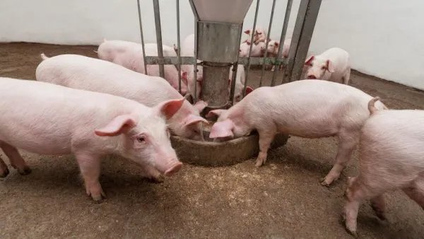 猪肉价格再次进入下行通道,你觉得猪肉价格会回到过去的水平吗?