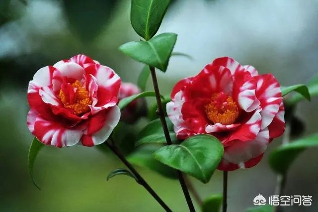 两年的小苗茶花怎么剪枝?