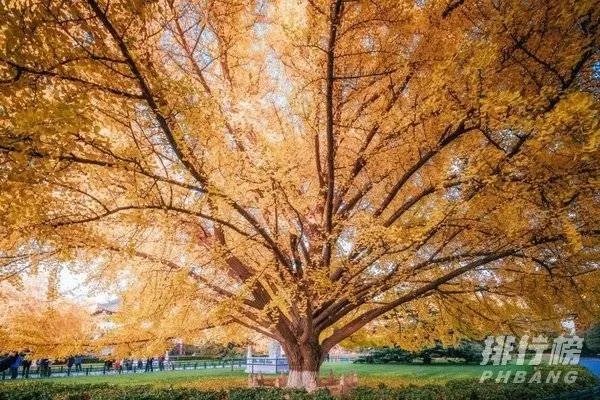 中国最美的十所大学排名_全国最美大学排名最新