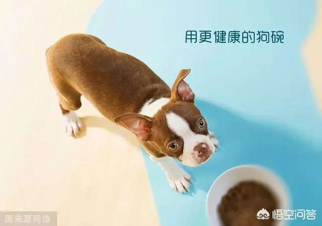 狗狗泪痕怎么解决？