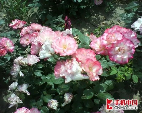 经典演绎 索尼爱立信首款下翻W350评测