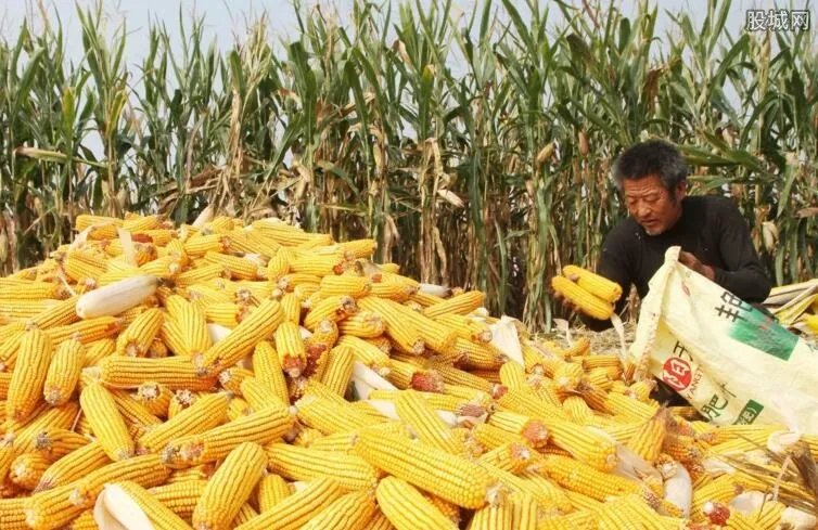 贵州种玉米将被罚 不让种玉米的真实原因是什么?