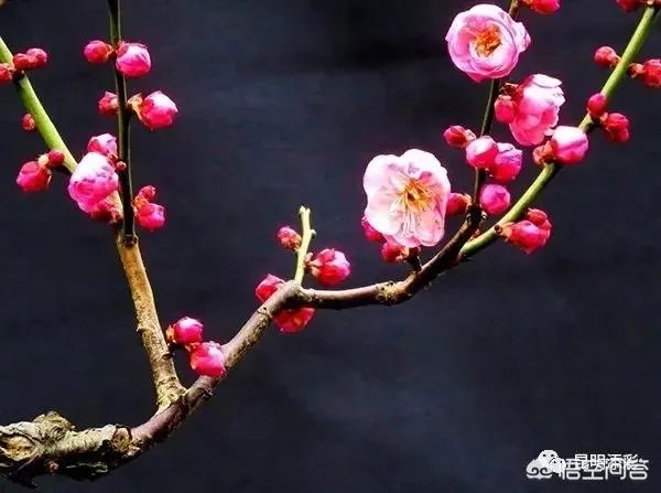 如何打造生态休闲农业园项目?