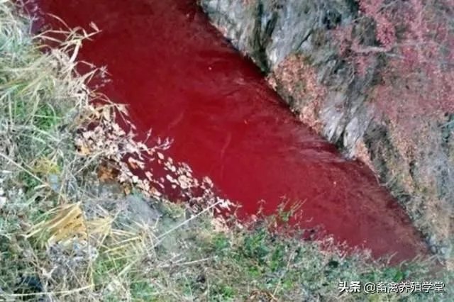 11月13日，云南腾冲发生非洲猪瘟疫情，养殖户冬天怎么防控才能保证猪场安全？