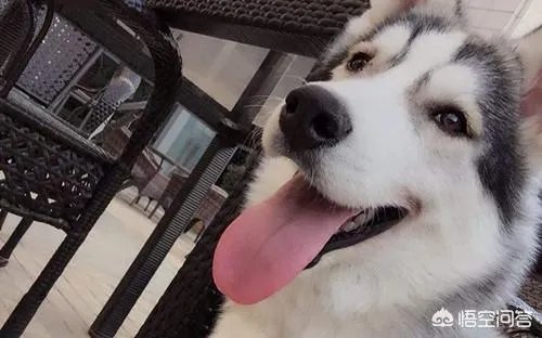 狗狗长骨头的时候会感觉痛吗?