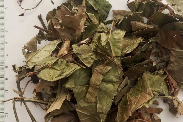 中药葫芦草的图片大全